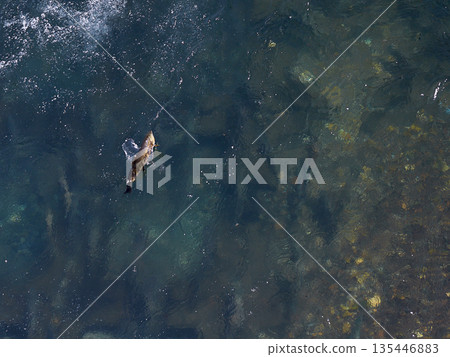 一群鮭魚上漲 135446883