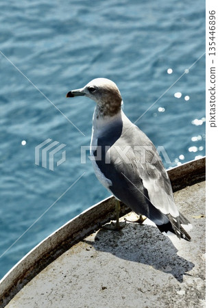 1 Black-tailed Gull (Ine Funaya / Ine Town, Yosa District, Kyoto Prefecture) 135446896