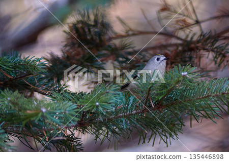 金冠戴菊針葉樹 金冠戴菊針葉樹 135446898