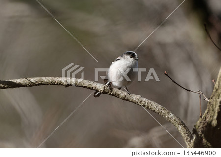 Long-tailed tit perched on a branch 135446900