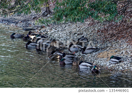 野鴨群 135446901