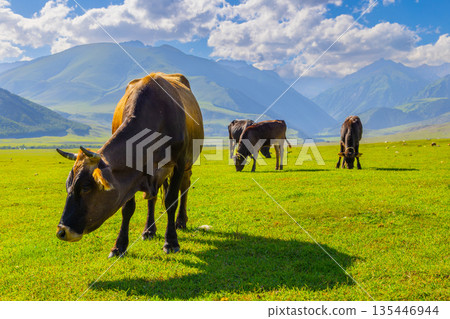 Multiple cows grazing in scenic rural landscape with mountains in Kyrgyzstan Multiple cows grazing in scenic rural landscape with mountains in Kyrgyzstan 135446944