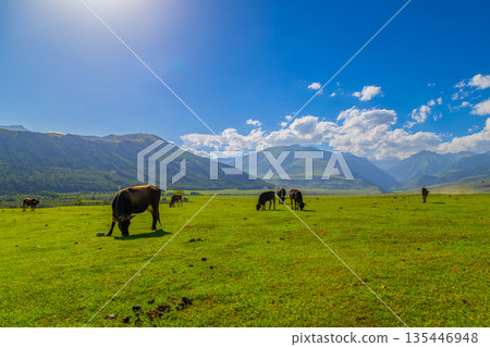 Several cows grazing in grassy meadow with mountains in Kyrgyzstan Several cows grazing in grassy meadow with mountains in Kyrgyzstan 135446948