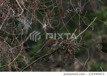 A white-throated thrush (Turdus thunbergii) feeding on the fruit of the Japanese hollyhock. 135446953