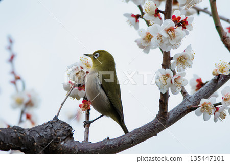 一隻繡眼鳥正在吸食白梅花枝上的花蜜 一隻繡眼鳥正在吸食白梅花枝上的花蜜 135447101