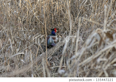 日本國鳥雉雞♂ 135447221