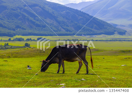 Cow grazing peacefully in a green meadow during daytime in Kyrgyzstan Cow grazing peacefully in a green meadow during daytime in Kyrgyzstan 135447408