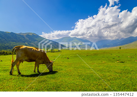 Cow grazing in peaceful rural meadow with mountains and trees in Kyrgyzstan Cow grazing in peaceful rural meadow with mountains and trees in Kyrgyzstan 135447412