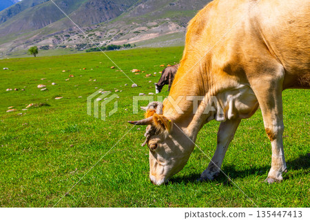 Two cows grazing in a peaceful grassy meadow in Kyrgyzstan 135447413