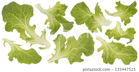 Fresh green oak lettuce leaves isolated on white background, full depth of field, collection Fresh green oak lettuce leaves isolated on white background, full depth of field, collection 135447525