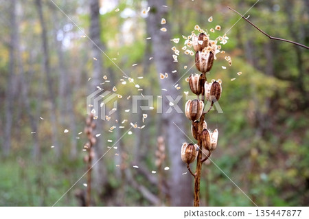 Giant lily in Nakatonbetsu, northern Hokkaido 135447877
