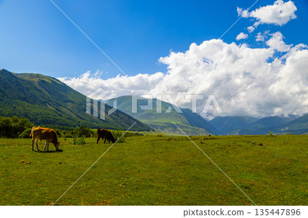 Two calves grazing in serene mountain meadow during daytime Two calves grazing in serene mountain meadow during daytime 135447896