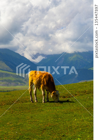 Young cow grazing on grassy hillside under cloudy sky 135447897