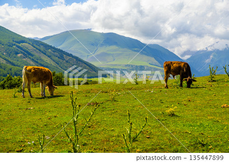 Two cattle grazing in serene mountain pasture during daytime Two cattle grazing in serene mountain pasture during daytime 135447899