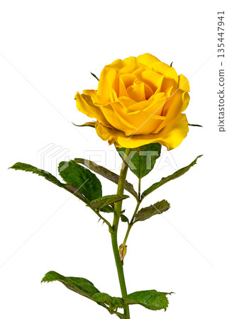 A bunch of blooming yellow rose with leaves isolated on white background. A bunch of blooming yellow rose with leaves isolated on white background. 135447941