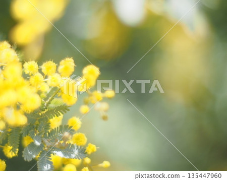 含羞草花預示著春天的到來 135447960