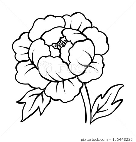 優雅的牡丹花輪廓插圖，手繪草圖設計素材 135448225