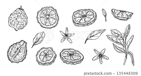 Slice and whole of bergamot, citrus flowers and leafy branch clip art black ink sketch. Monochrome Asian juicy fruit set vector isolated illustration. Kaffir lime for menu, cosmetic packaging Slice and whole of bergamot, citrus flowers and leafy branch clip art black ink sketch. Monochrome Asian juicy fruit set vector isolated illustration. Kaffir lime for menu, cosmetic packaging 135448309