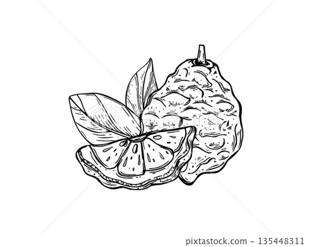 Whole and sliced fresh bergamot with leaves outline vector black ink composition. Monochrome Asian juicy fruit isolated illustration. Kaffir lime citrus composition for menu, cosmetic packaging Whole and sliced fresh bergamot with leaves outline vector black ink composition. Monochrome Asian juicy fruit isolated illustration. Kaffir lime citrus composition for menu, cosmetic packaging 135448311