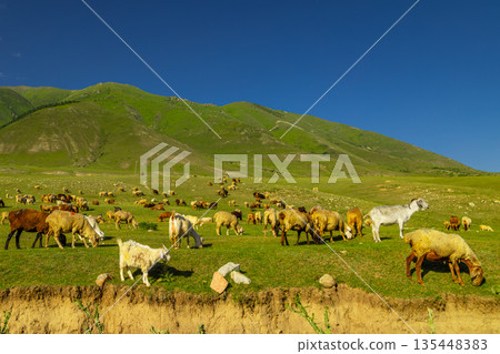 Flock of sheep and goats grazing in green mountain pasture in Kyrgyzstan 135448383
