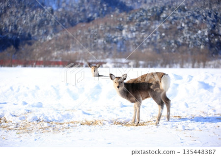 Hokkaido deer in northern Hokkaido: their activities during the harsh winter Hokkaido deer in northern Hokkaido: their activities during the harsh winter 135448387