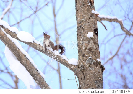 The Hokkaido squirrel, a robust creature living in northern Hokkaido 135448389