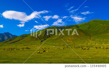 Large flock of sheep grazing in green mountain valley in Kyrgyzstan 135448405