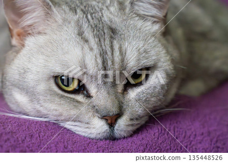 Cat silver tabby feline portrait resting on vibrant purple blanket with striking golden eyes Cat silver tabby feline portrait resting on vibrant purple blanket with striking golden eyes 135448526