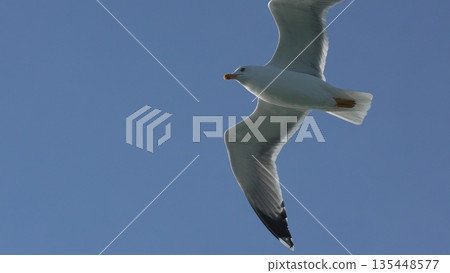 Seagull Flight Sky Coastal Bird Migration: Soaring Seabird, Daytime, Wildlife. Seagull Flight Sky Coastal Bird Migration: Soaring Seabird, Daytime, Wildlife. 135448577