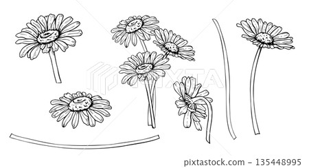 Monochrome Daisy flower clip art vector isolated illustration. Hand drawn garden Chamomile etching drawing. Black outline set of wildflowers for wedding invitations, greeting cards 135448995