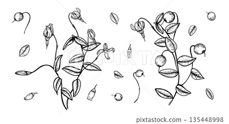 Cranberry branch with berries, flowers and leaves monochrome vector line ink clip art. Wild swamp berry set for organic food packaging, holiday decoration, botanical design, rustic winter themes Cranberry branch with berries, flowers and leaves monochrome vector line ink clip art. Wild swamp berry set for organic food packaging, holiday decoration, botanical design, rustic winter themes 135448998