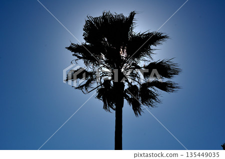 Washington palm silhouette Washington palm silhouette 135449035