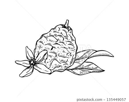 Bergamot fruit with flower and leaves vector isolated illustration painted by black inks. Sweet tropical citrus line art black ink sketch. For mulled wine decor, recipes, poster 135449057