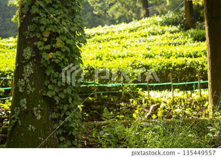 Tree trunks covered with ivy and green tea fields 135449557