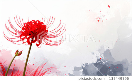 一朵盛開的紅色彼岸花，映襯著白色背景：一幅極簡的日式風格畫面，傳達出日本四季更迭和寧靜祥和之感。 135449596