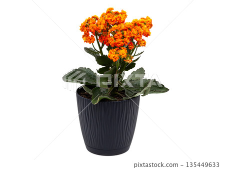 Isolated object for creativity. Oval wooden artist palette covered with colorful spots of dry and fresh paint, featuring two palette knives. Concept of art, hobby, painting, and inspiration 135449633