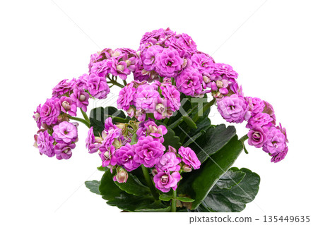 Isolated object for creativity. Oval wooden artist palette covered with colorful spots of dry and fresh paint, featuring two palette knives. Concept of art, hobby, painting, and inspiration 135449635