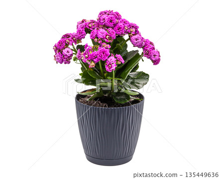 Isolated object for creativity. Oval wooden artist palette covered with colorful spots of dry and fresh paint, featuring two palette knives. Concept of art, hobby, painting, and inspiration 135449636