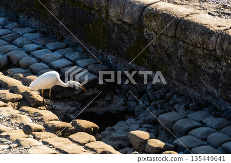 Heron in a dried-up winter river 135449641