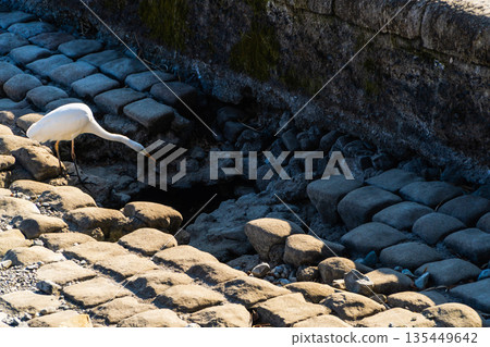 Heron in a dried-up winter river 135449642