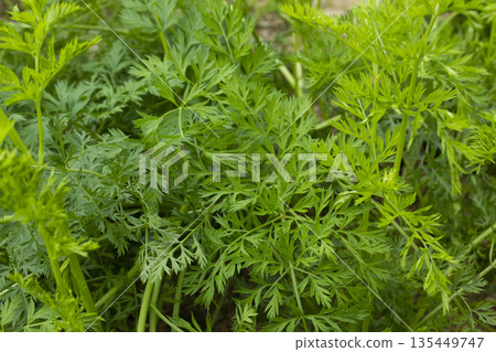 These are the leaves of a well-grown carrot. 135449747