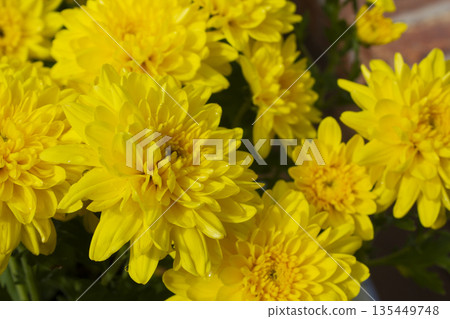Close-up of a yellow chrysanthemum flower. Close-up of a yellow chrysanthemum flower. 135449748
