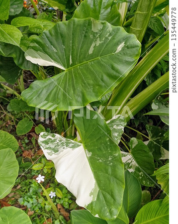 Variegated Alocasia Macrorrhiza Variegata Leaf Close Up 135449778