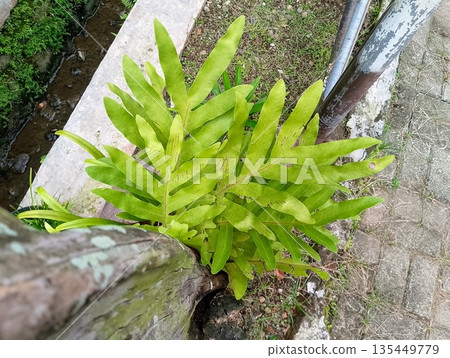 Green Wart Fern Phymatosorus Scolopendria Growing on Tree Trunk 135449779