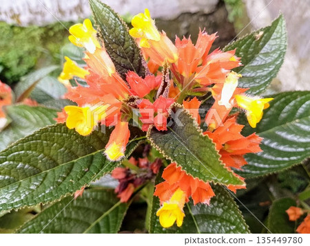 Orange and Yellow Alloplectus Chrysanthus Flowers and Dark Leaves Orange and Yellow Alloplectus Chrysanthus Flowers and Dark Leaves 135449780