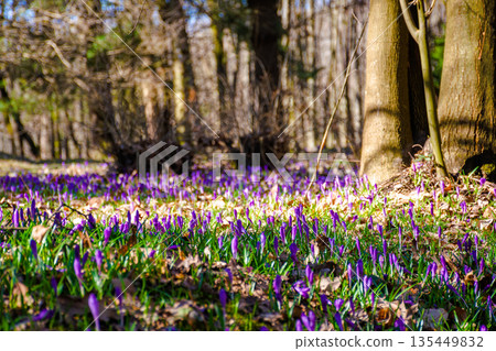 many purple crocus flowers blooming in the forest. nature background of berezynka park in transcarpathia, europe. beautiful landscape in early spring. scenery in morning. shallow depth of field many purple crocus flowers blooming in the forest. nature background of berezynka park in transcarpathia, europe. beautiful landscape in early spring. scenery in morning. shallow depth of field 135449832