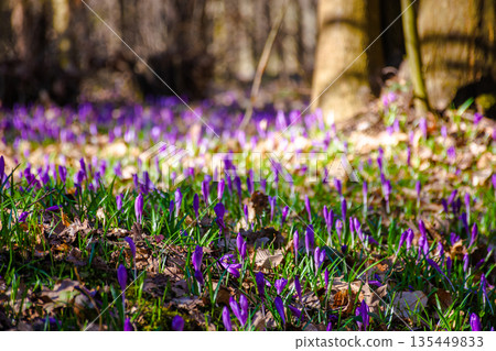many purple crocus flowers blooming in the forest. nature background of berezynka park in transcarpathia, europe. beautiful landscape in early spring. scenery in morning. shallow depth of field 135449833