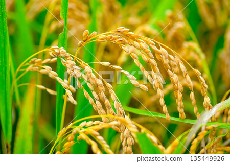 Rice. A large area of rice seedlings growing in the fields of Korea. 135449926