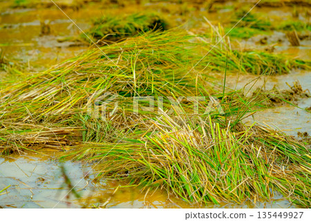 The rice fields after the rice harvest in Korea The rice fields after the rice harvest in Korea 135449927