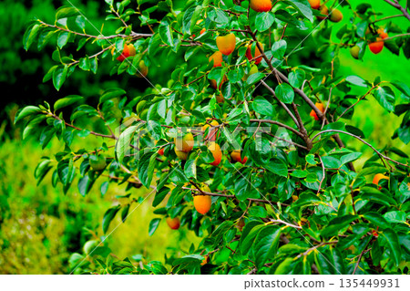 Persimmon tree with Ripe orange persimmons fruit in autumn garden in Korea Persimmon tree with Ripe orange persimmons fruit in autumn garden in Korea 135449931